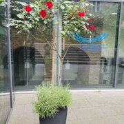 HfJS Heidelberg Rose vor der HfJS Heidelberg
